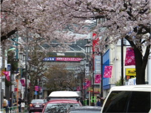 綺麗な桜並木！